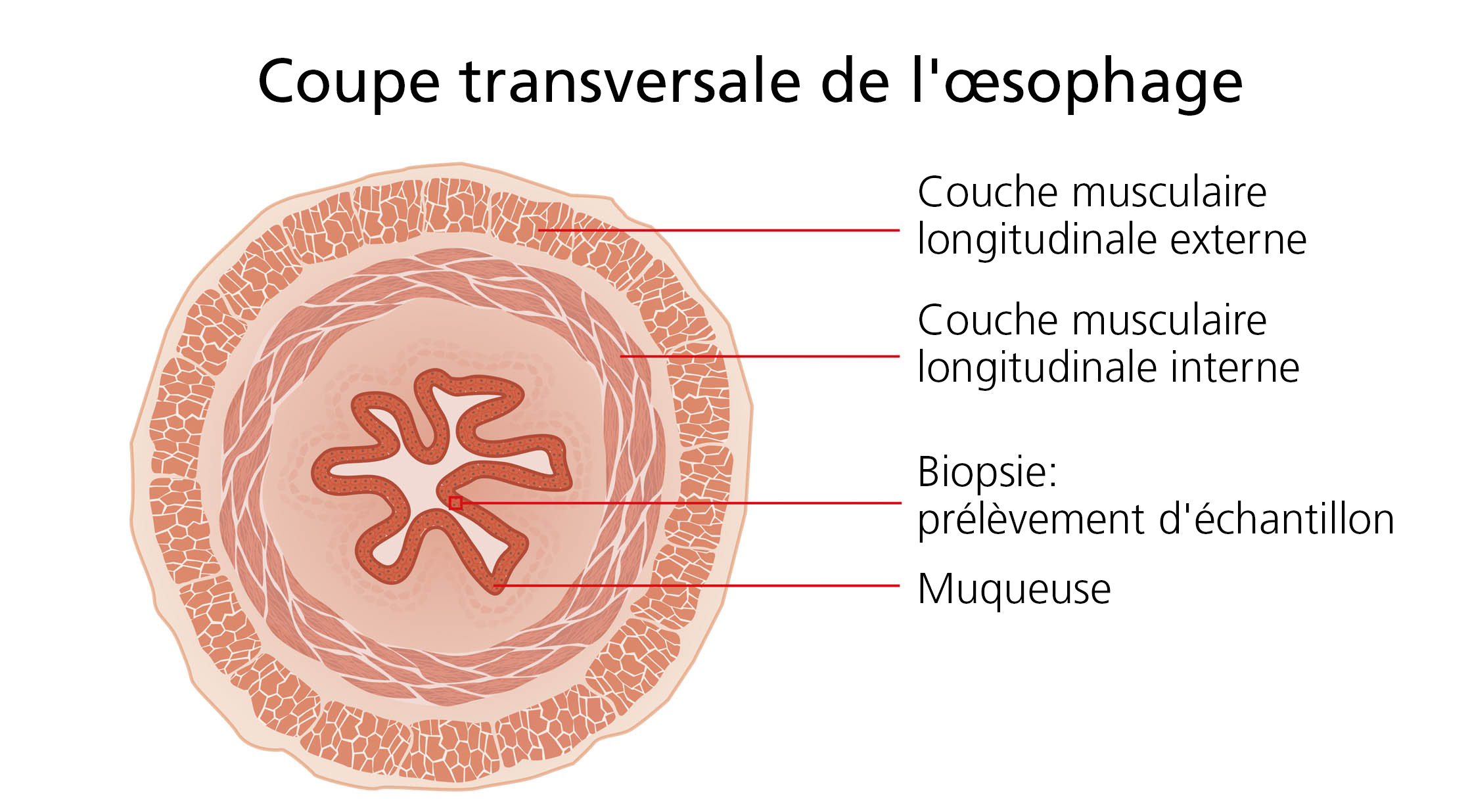 Coupe transversale de l'œsophage
